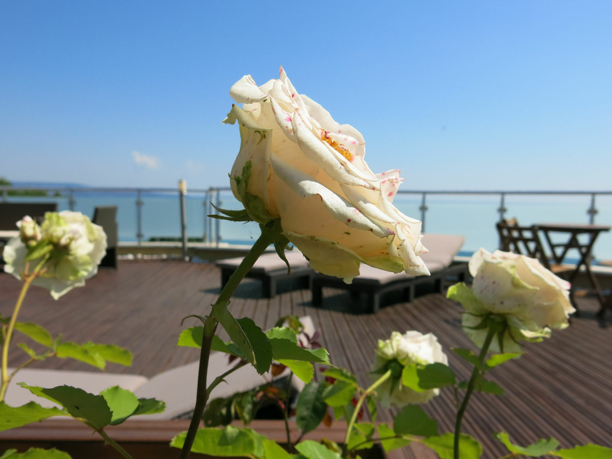 Family Hotel Albizia Beach 바르나 외부 사진